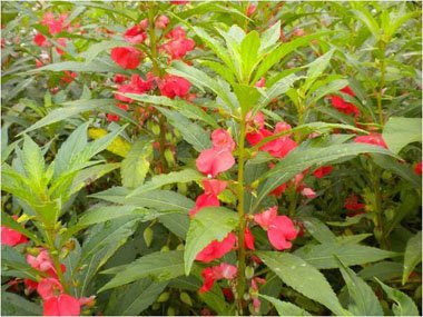 孕妇可以偶尔染头发吗 孕妇染头发不染根部可以吗